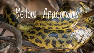 Species Spotlight- Yellow Anacondas