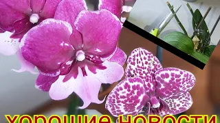 Орхидейные НОВОСТИ, витамины B и кислота творят чудеса, обРезала детку Мини ОРХИДЕИ радуют КОРНЯМИ