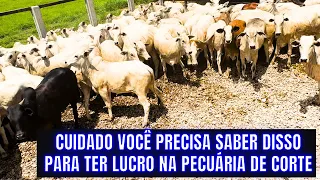 OS SEGREDOS DA RECRIA LUCRATIVA NA FAZENDA