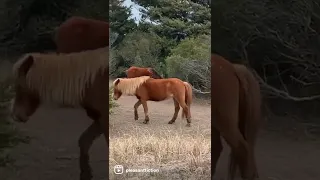 Wild Horses of Cape Lookout National Seashore