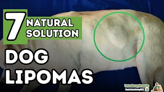 Dog Fatty Tumors: How to Tell and Treat Lipomas At Home