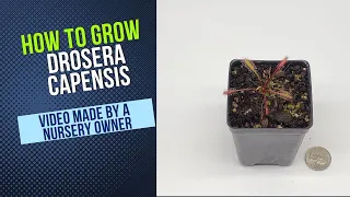 How to Grow and Propagate Drosera Capensis (Carnivorous Plant Grow Guide)