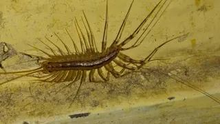 Chranena!!! Skutigera dlhonohá - House centipede