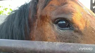 Глаза чёкнутой лошади. Всё, с ней решено!