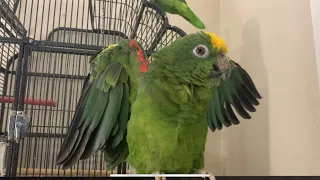 Parrot Bad Language | Amazon Parrot
