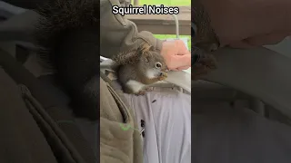 Squirrel Noises