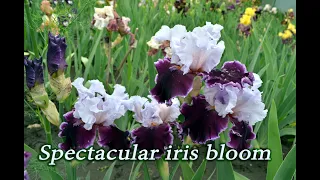 May walk through the iris garden