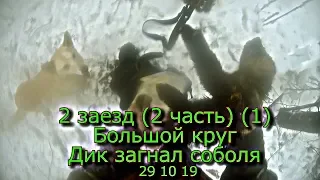 2 заезд (2 часть) (1) Большой круг Дик загнал соболя 29 10 19