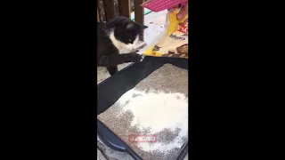 Cat doesn't like flour in his litter box