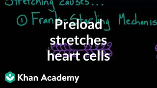 Preload stretches out the heart cells | Circulatory system physiology | NCLEX-RN | Khan Academy