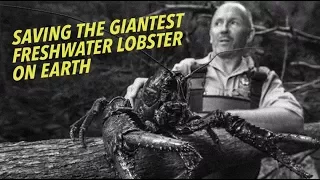 Giant Lobster Ale