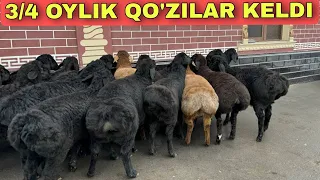 ENASI 1 METIRLIY QO'ZILAR N1 UDARLARIDAN