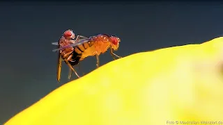 fruit flies on lemon fruit, mating and laying eggs, fascinating but also disgusting. Fruit Fly Life.