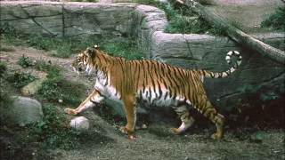 Caspian tiger - an extinct tiger subspecies [Facts and Photos]