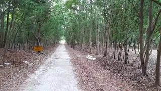 Beautiful Jungle Near My Village || গ্রামের পাশেই সুন্দর জঙ্গল