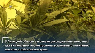 В Липецкой области закончено расследование уголовных дел в отношении наркоагронома