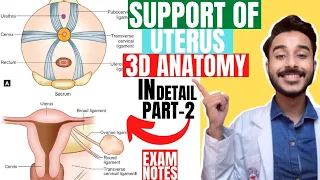 support of uterus anatomy 3d | anatomy of uterus support | ligaments of uterus anatomy