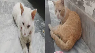 Two cat angry asking each other for food