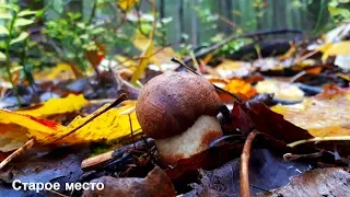 ГРИБЫ В НАЧАЛЕ ОКТЯБРЯ