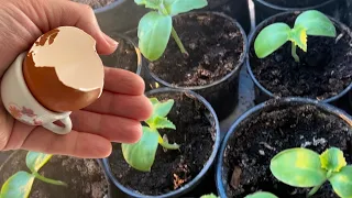 DO NOT PLANT CUCUMBER, PEPPER, TOMATO WITHOUT THIS! A seedling thicker than a little finger