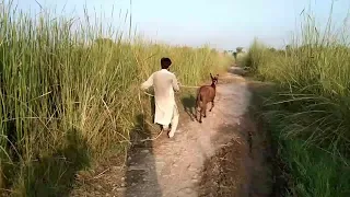 Boy Vs Donkey|Donkey and Boy Meeting|Donkey First Time Meeting