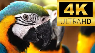 Wild Animals 4K Wild Life ULTRA HD TV Background Ambient Music Ambience Relaxing Film Peaceful