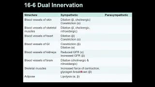 Dual Innervation of ANS
