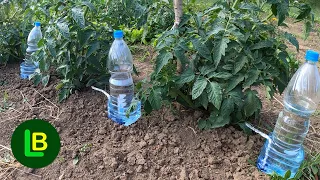 Simple drip irrigation system - anyone can do almost for free