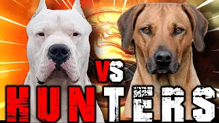 Dogo Argentino vs Rhodesian Ridgeback | Rhodesian Ridgeback vs Dogo Argentino | Billa Boyka |