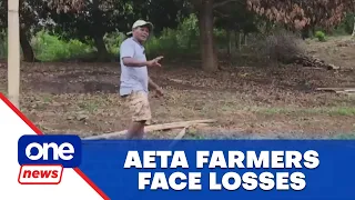 El Niño hits Aeta crops