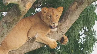 Amazing Wildlife Safari in Murchison Falls National Park, Uganda 2019 (4K-Video)