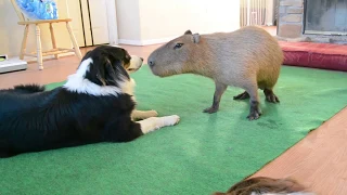 Dog and Capybara