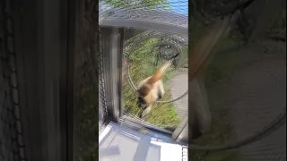Black-handed spider monkeys play at St. Louis Zoo