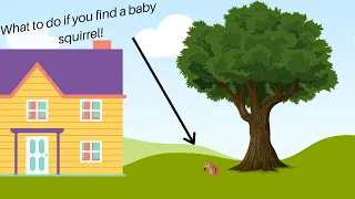 What to do if You Find...A Baby Squirrel!
