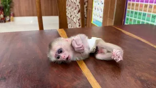 Weakness NB Baby Monkey Can't Move & Walk On Table