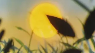Тизер-трейлер советского мультфильма "Путешествие муравья"