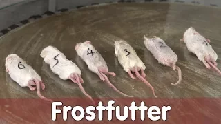 Reptil TV - Technik - Frostfutter richtig auftauen