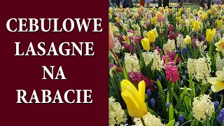 Jak posadzić KWIATY CEBULOWE w stylu Keukenhof / Cebulkowe lasagne na rabacie i w donicy / MrsGarden