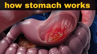 पेट (आमाशय) कैसे काम करता है - digestive system 3 - stomach anatomy and physiology