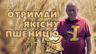 ! Важливо | Заходи по підвищенню якості пшениці 🌾