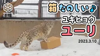 【旭山動物園】おやつ入りの箱たのしい♪📦ユキヒョウのユーリ🐆❄️[Asahiyama Zoo] Snow Leopard, Juli.