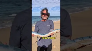 I never knew this about the Needlefish? 😮 #shorts #fishing