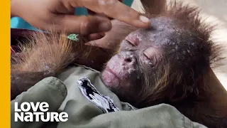 Stolen Baby Orangutan Clarita Saved and Reunited with Mom | Love Nature