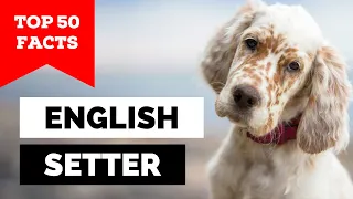 99% of English Setter Owners Don't Know This