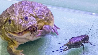 African Bullfrog Eats Crickets! Warning Live Feeding