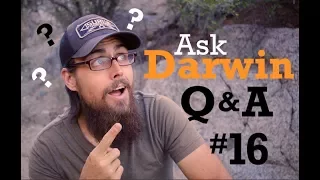 Ask Darwin Q&A #16 (Answers!)