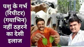 पशुओं का गर्भ नहीं ठहरने का घरेलू इलाज (Vicky Pansari) Repeater problem in animal - Agritech Guruji