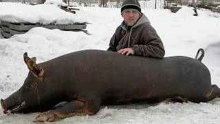 ‼️ЧЕМ КОЛЮ свиней чтобы росли как на дрожжах 🐷‼️Забрал свой новый прицеп ‼️