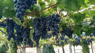 Soporte para parra de uva.  🍇 Formación De Uva De Mesa y Uvas de Vino.