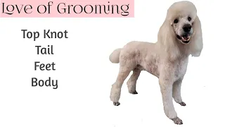 Standard Poodle Grooming including the Top Knot and Tail